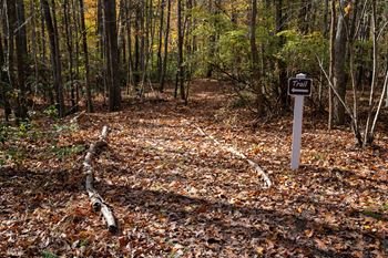 a trail junction with a parking meter in the middle of the woods